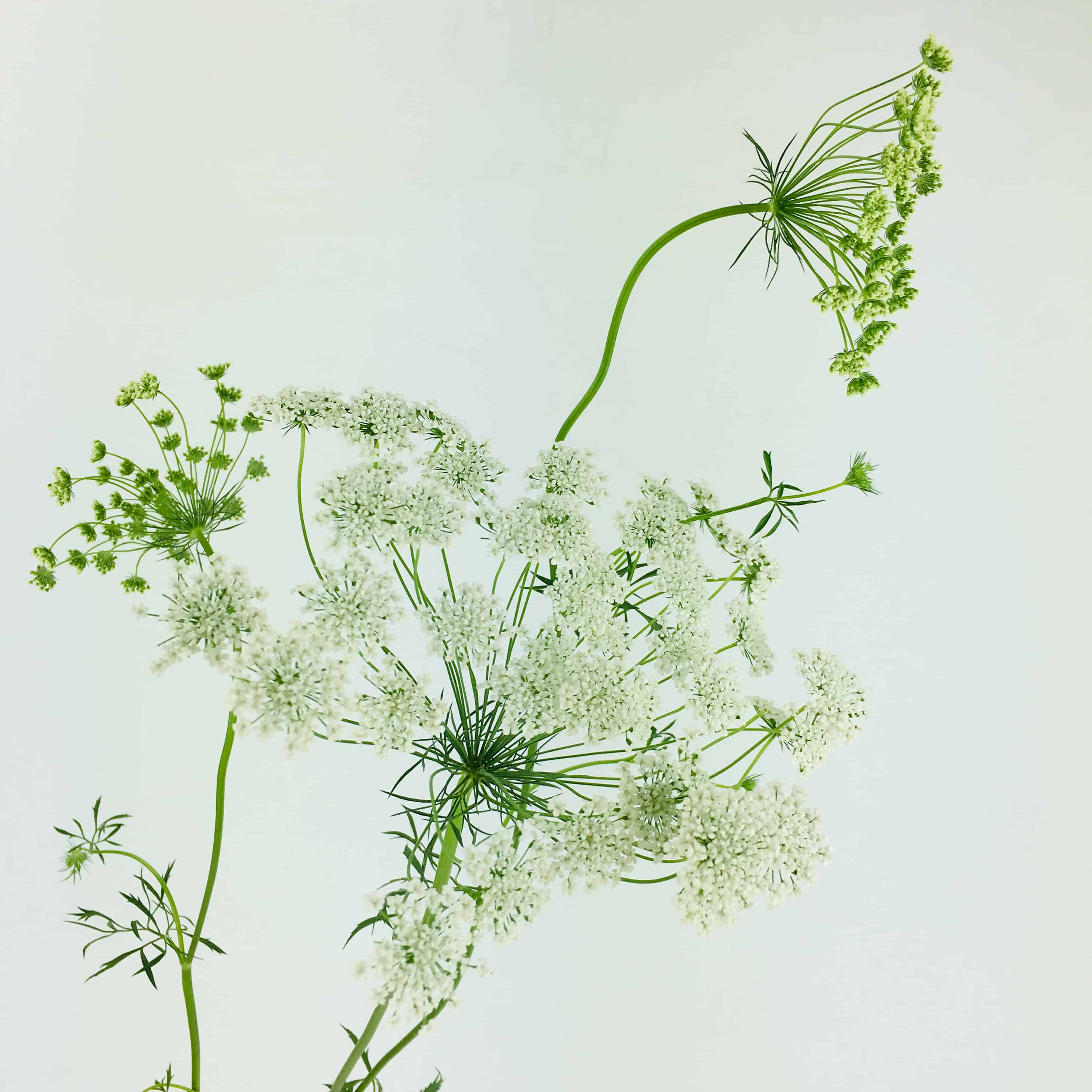 Queen Anne's Lace