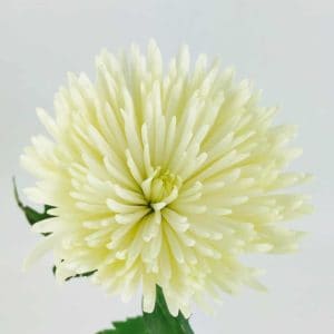 Spider Chrysanthemums
