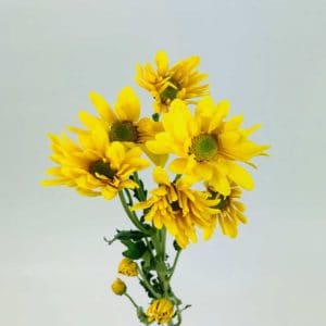 Daisy Chrysanthemums