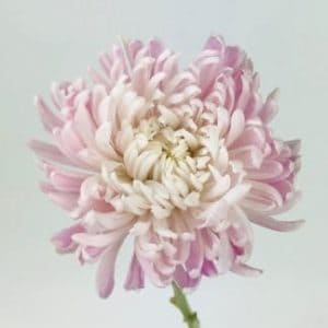 Football Chrysanthemums