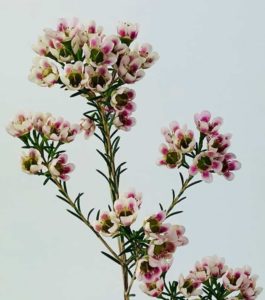 Pink Wax Flower