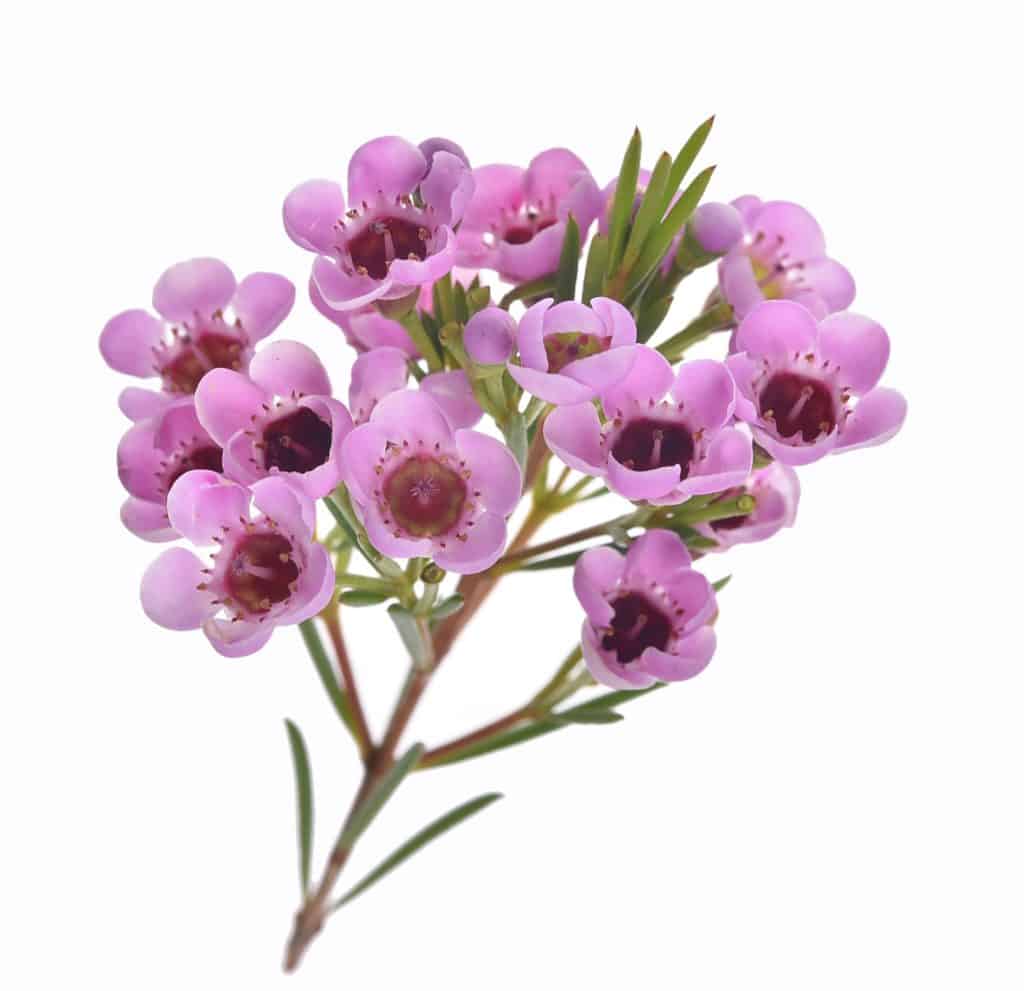 Waxflower shop