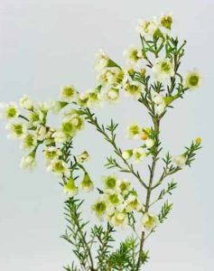 White Wax Flower