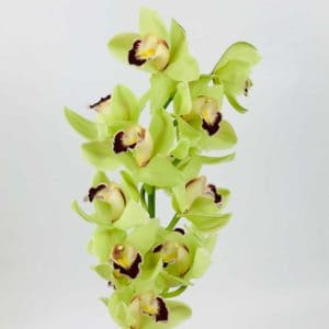 Cymbidian Orchid