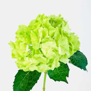 Green Hydrangea