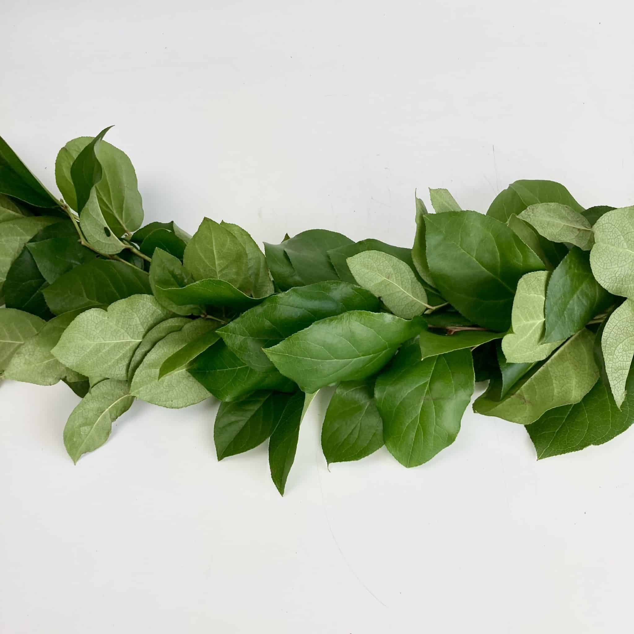 Greenery Garland Salal Wholesale Bulk Flowers Cascade Floral
