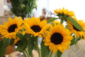 Grouping of Sunflowers