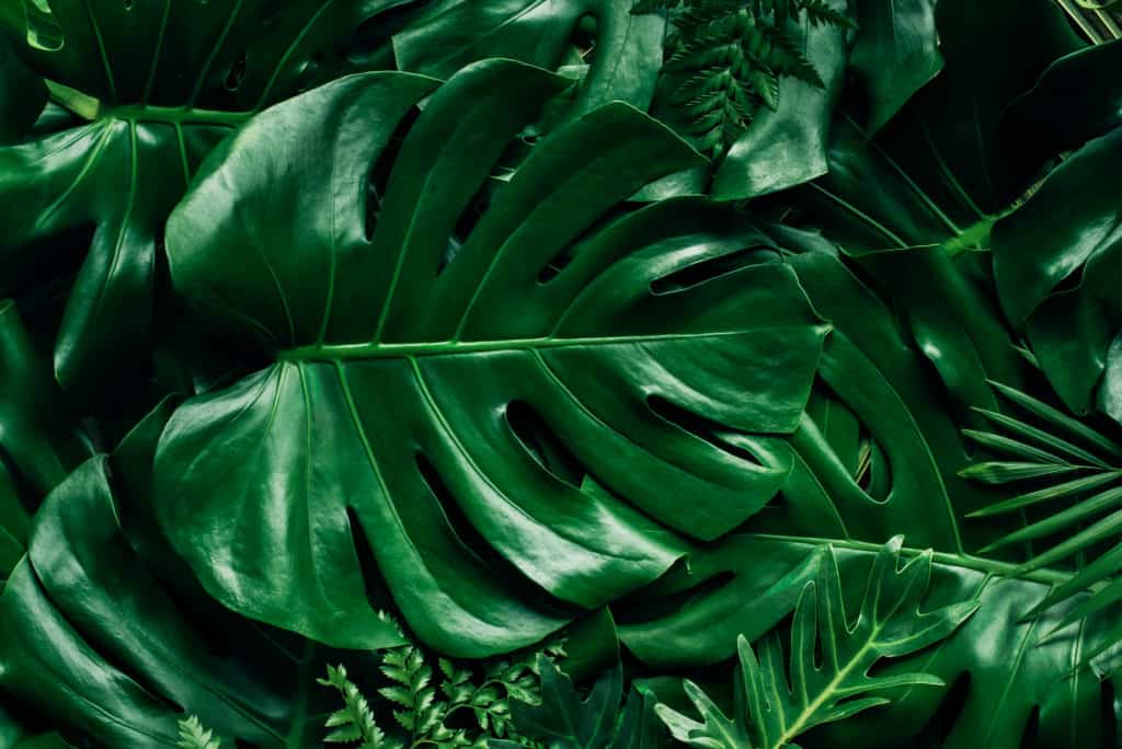 Monstera leaves