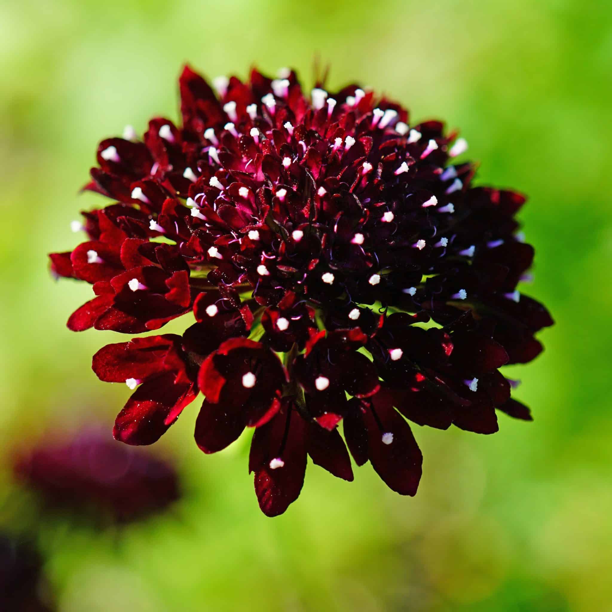 Discover the Charming Scabiosa (Pincushion) Flower Cascade Floral