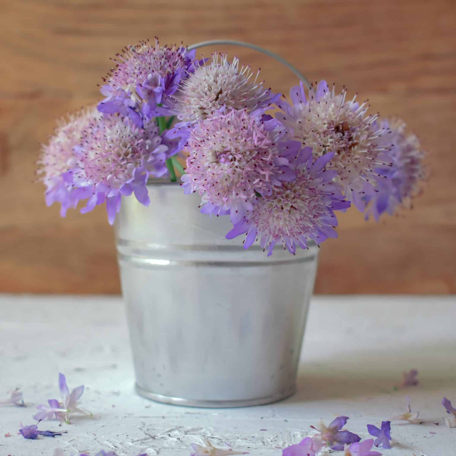 Discover the Charming Scabiosa (Pincushion) Flower Cascade Floral