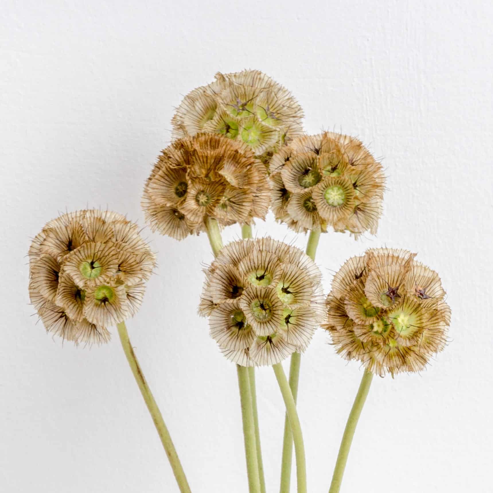 Discover the Charming Scabiosa (Pincushion) Flower Cascade Floral
