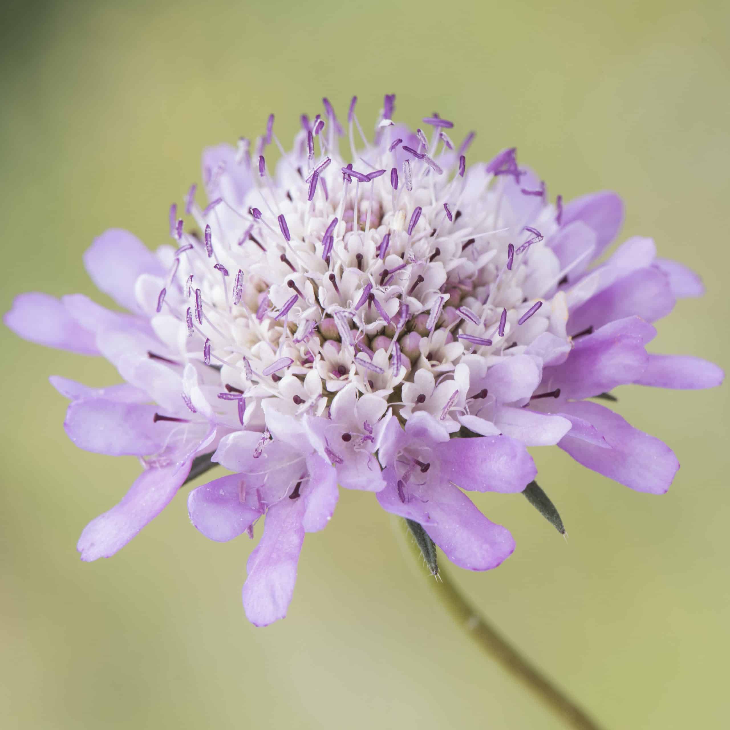 The Charming Whimsy of Antique Pincushions