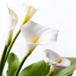 White Calla Lily