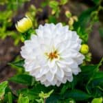 White Dahlia