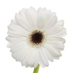 White Gerbera Daisy