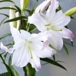 White Orienteal Lily