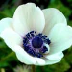 White,Opal,Anemone,Flower,Closeup