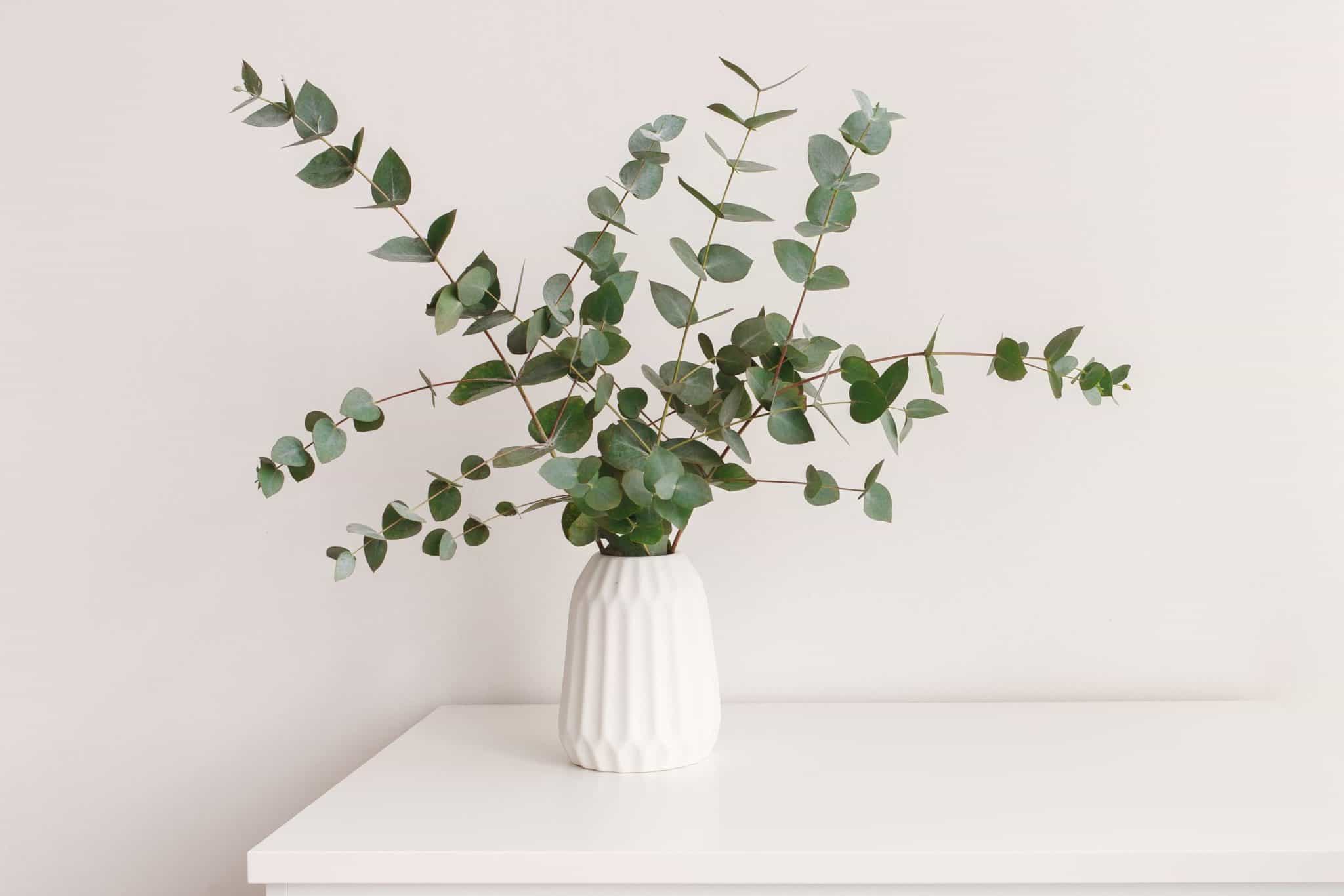 Why You Should Use Eucalyptus Greenery in Floral Arrangements Cascade