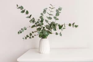 White vase with spiral eucalyptus stems in it