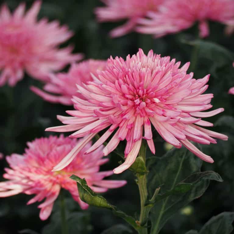 Why We Love Spider Mums Cascade Floral Wholesale