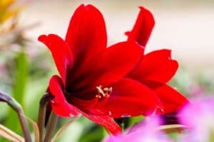 up close of red amaryllis flower