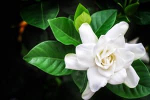 up close of gardenia flower