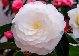 up close of white camellia flower