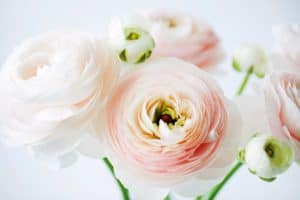 up close of light pink ranunculus