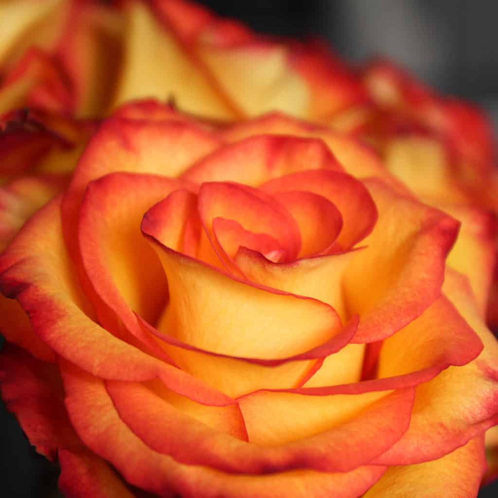 Close up of multi colored Circus Roses, yellow with red and orange tips using a soft focus