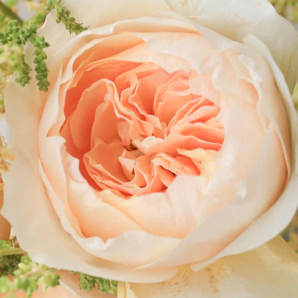 Popular Types of Roses Used by Florists Cascade Floral Wholesale