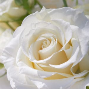 Dew on the petals of a white rose. Fresh flowers in a summer cottage