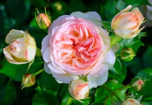Pink rose flower var. Pastella. Fragrant Floribunda Rose blooms. Medium sized flowers in clusters. Creamy with a Blush of Pale Pink Peach color. Hybrid tea roses in garden