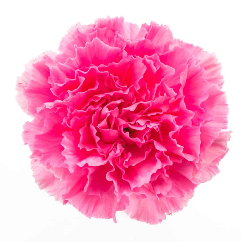 Pink flower isolated on white background