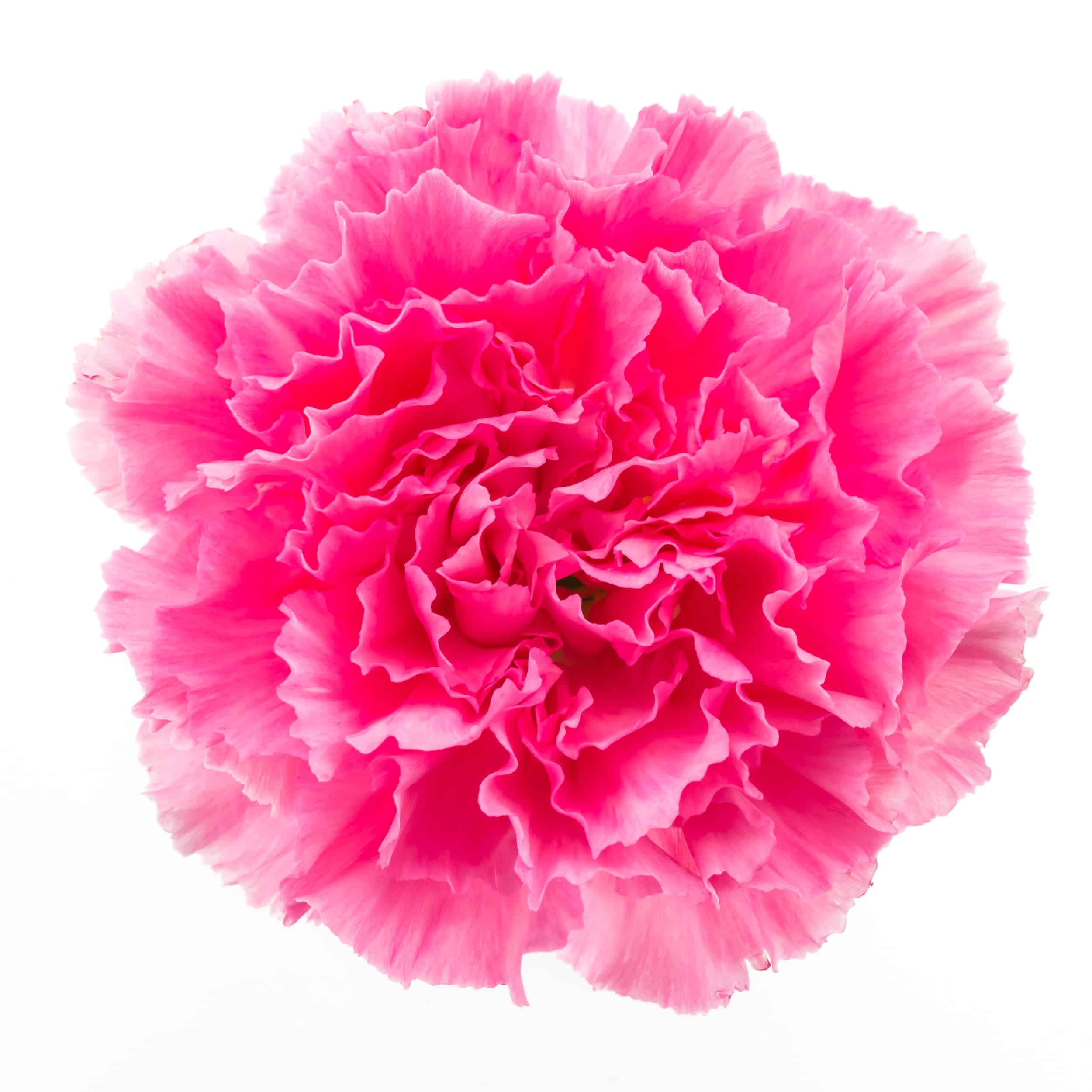 Pink flower isolated on white background