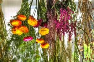 hanging drying flowers as astilba and immortelle