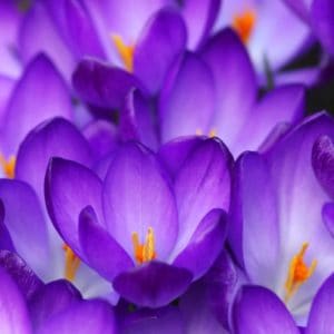 Purple crocus flowers up close