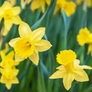 yellow daffodils in green field