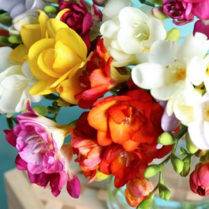 colorful Freesia Flowers