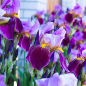 upclose image of purple irises
