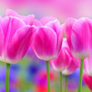 pink tulips up close