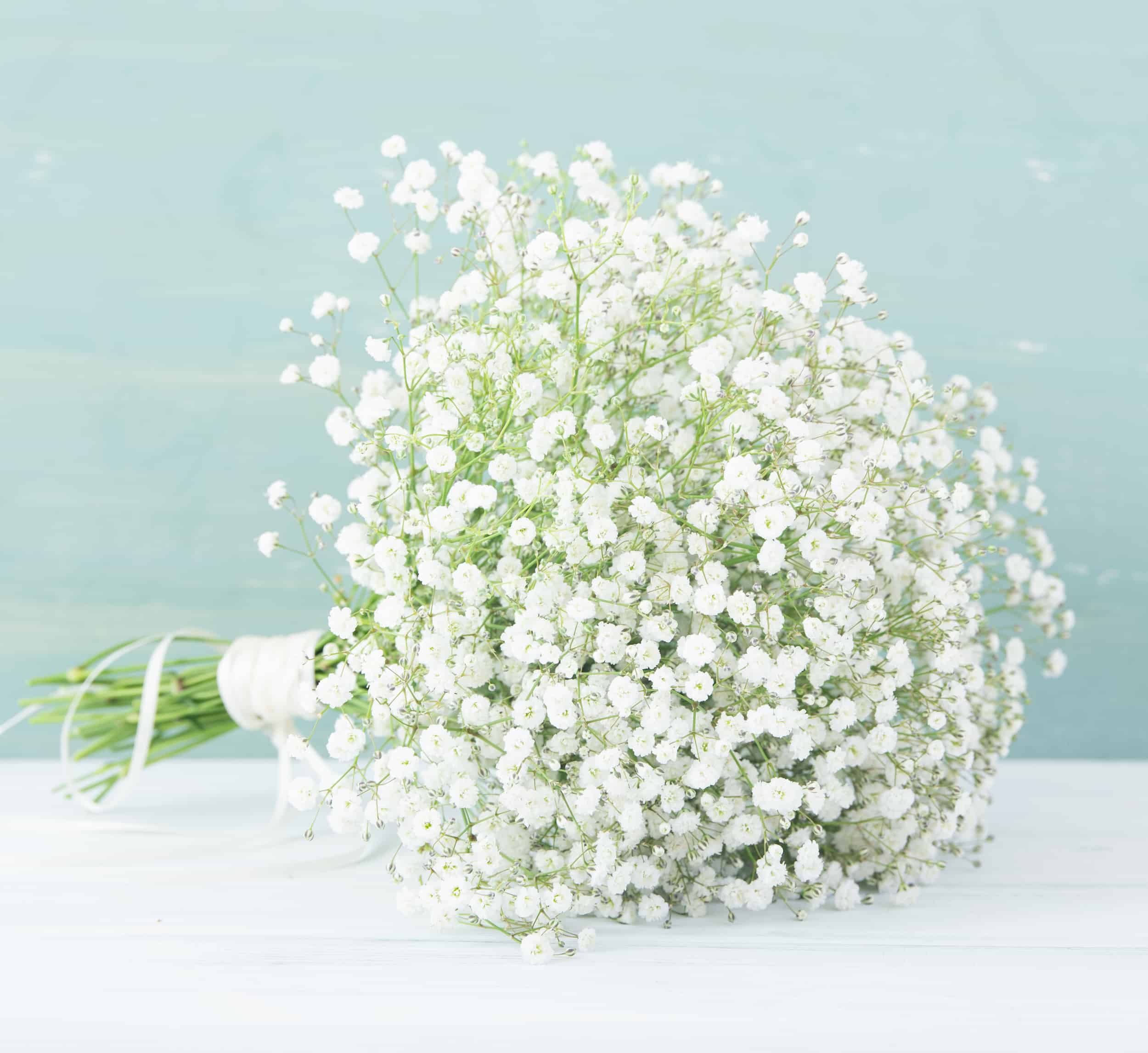 Dried Babys Breath Flower Stock Photo - Download Image Now