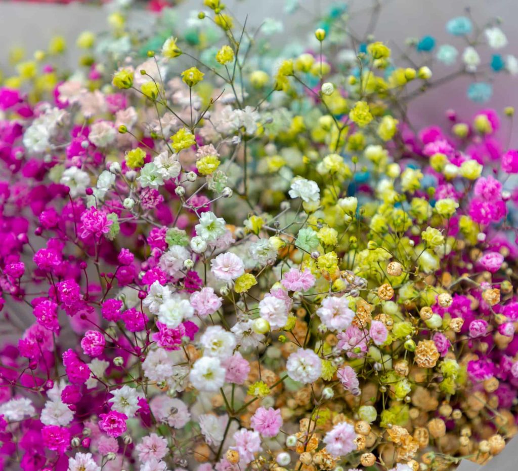 All You Need to Know about Baby's Breath Flowers