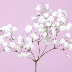 Small baby's-breath flowers (gypsophila) on a soft lilac color background
