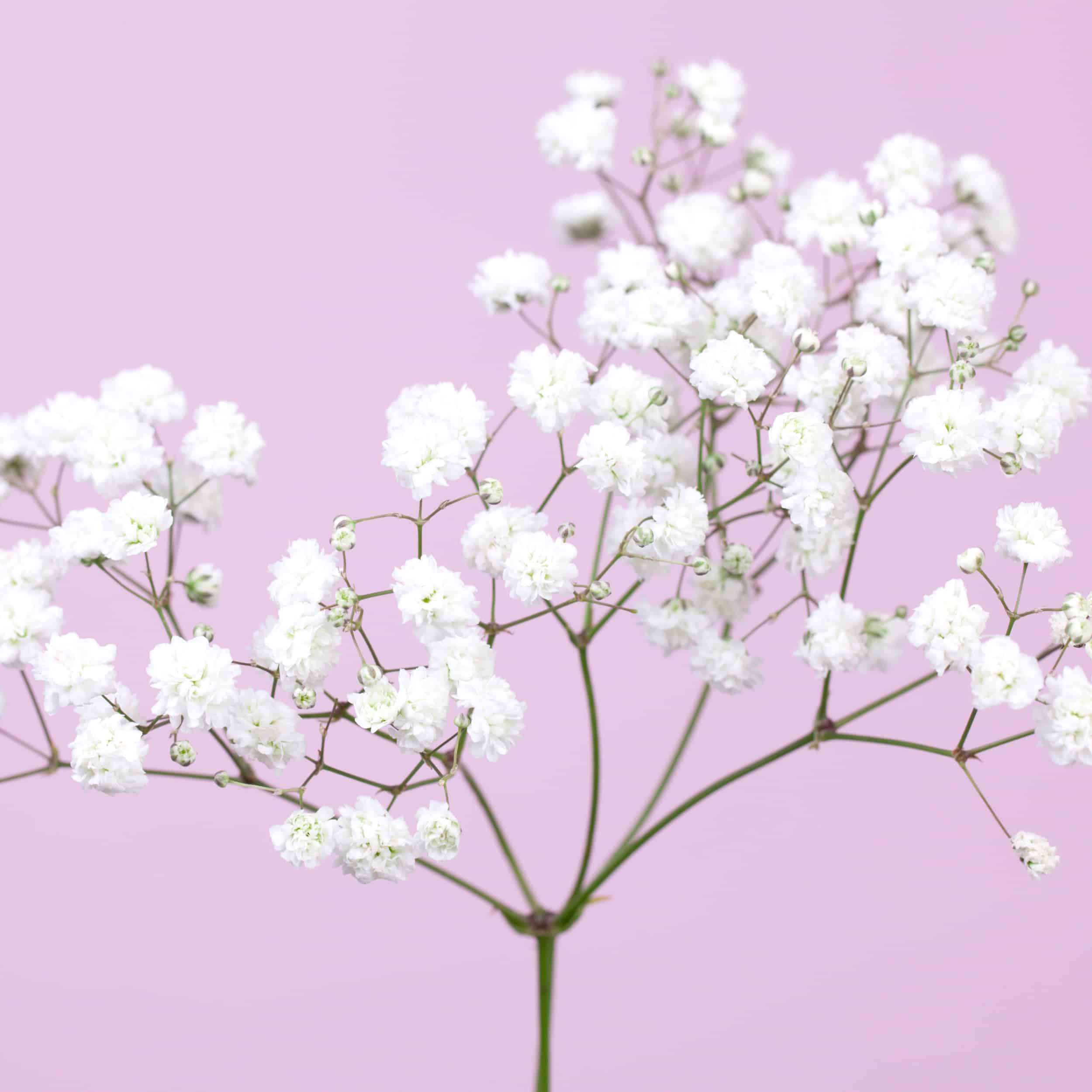 Send Baby's Breath Flowers With a Card, Letterbox Flowers