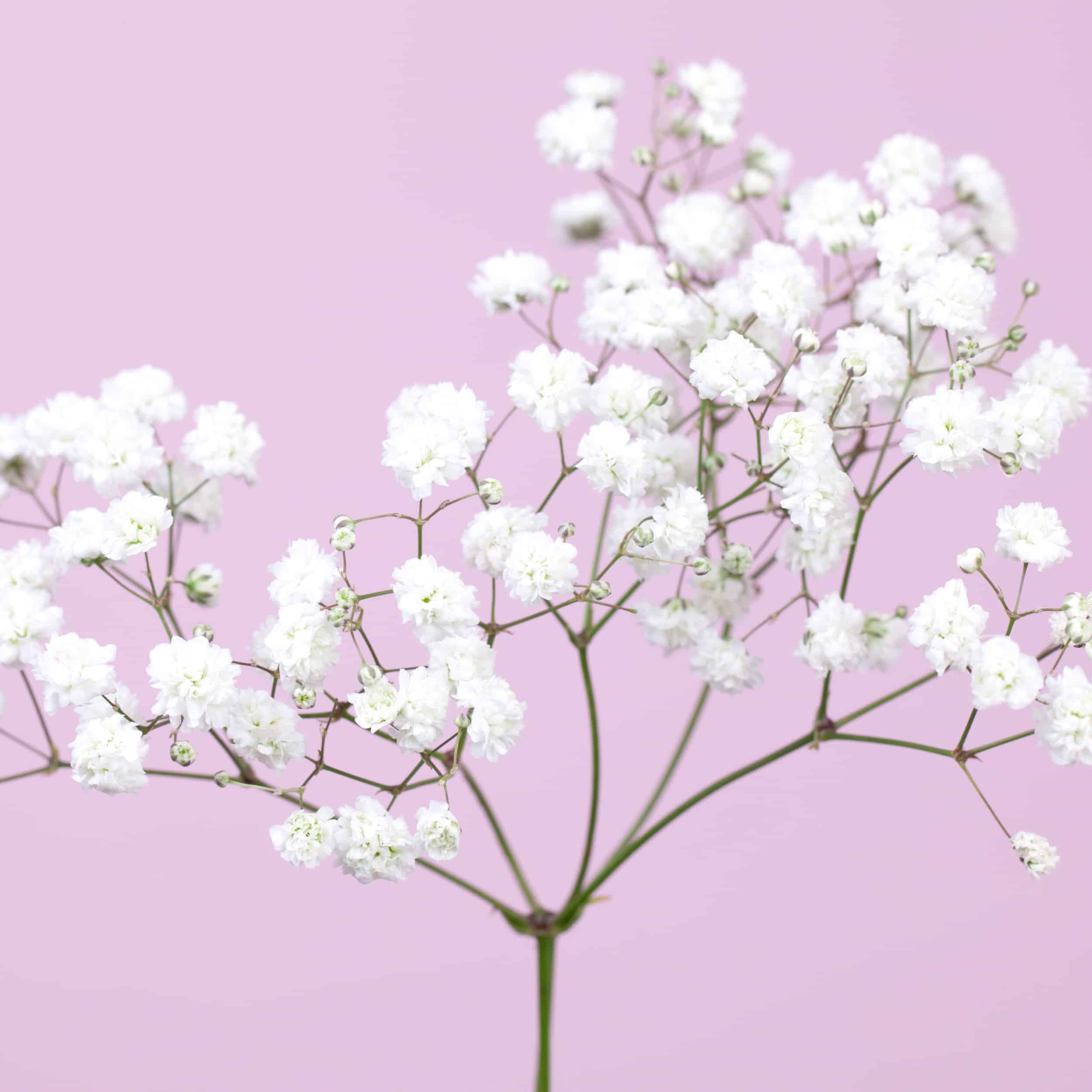 Babys Breath Hot Pink Flowers, Baby Breath Flowers