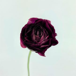 Ranunculus - Burgundy  