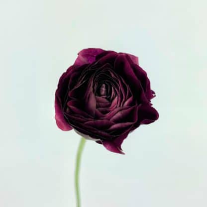 Ranunculus - Burgundy  