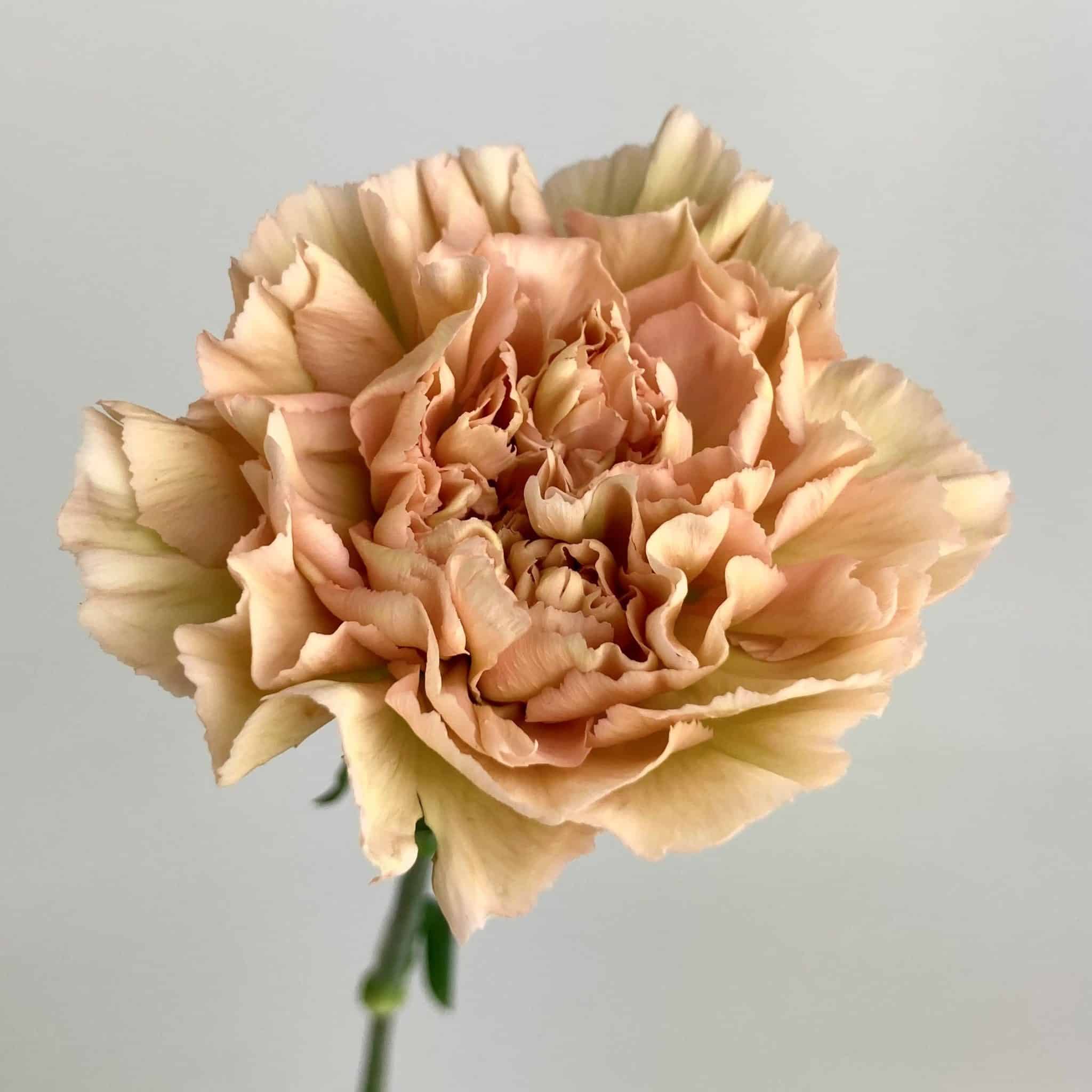 Carnation Terracotta Blush Wholesale Bulk Flowers Cascade Floral