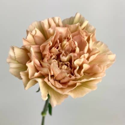 Carnation Terracotta Blush  
