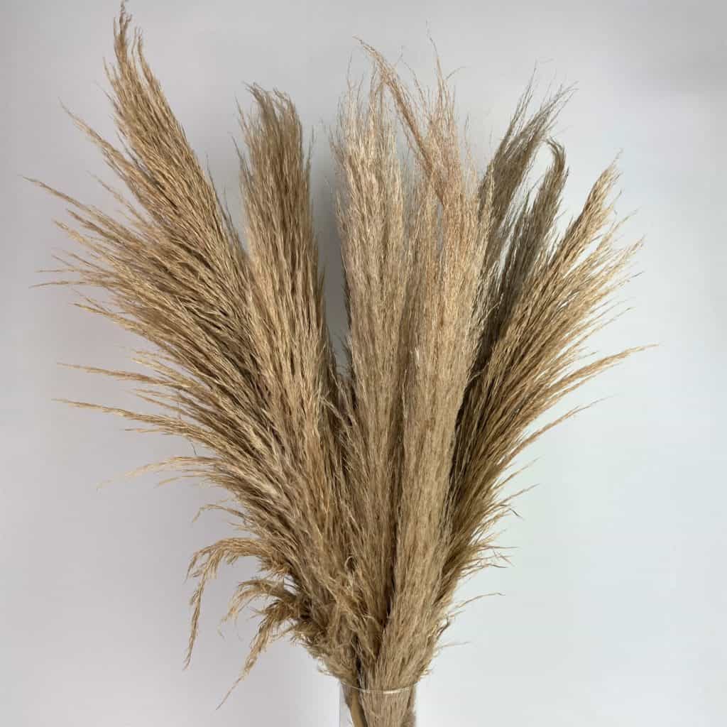 Dried Pampas Grass Natural - Wholesale Bulk Flowers - Cascade Floral